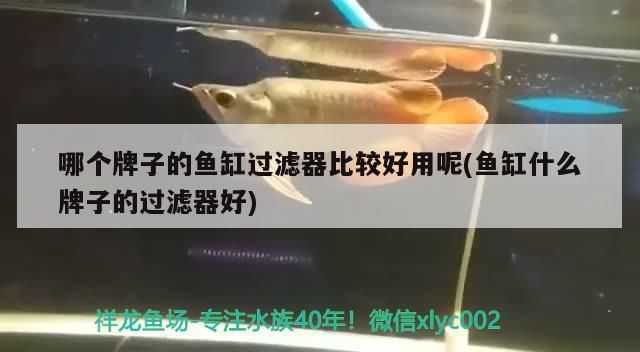 龍魚開什么顏色的燈好養(yǎng)（龍魚開什么顏色的燈好養(yǎng)活）