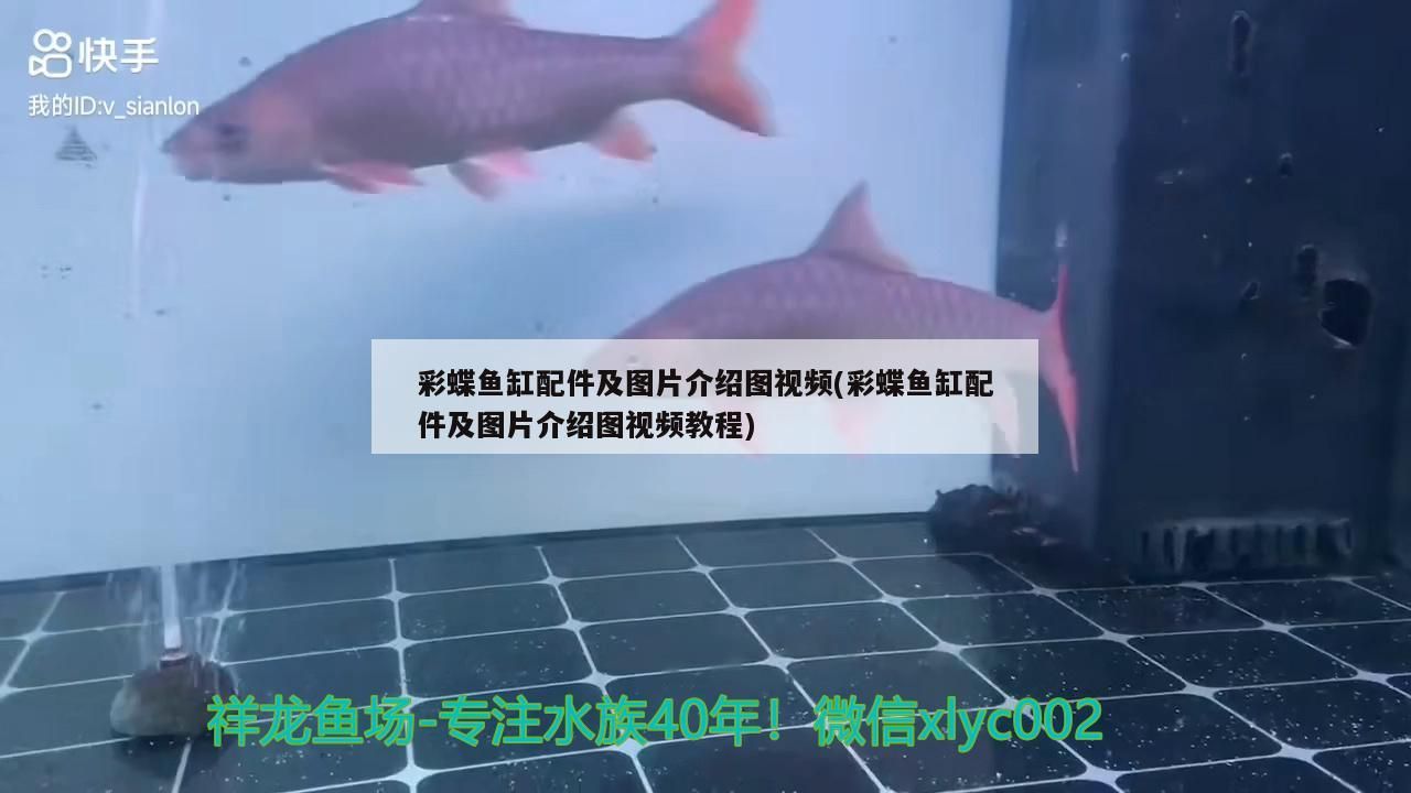 龍魚開什么顏色的燈好養(yǎng)（龍魚開什么顏色的燈好養(yǎng)活）