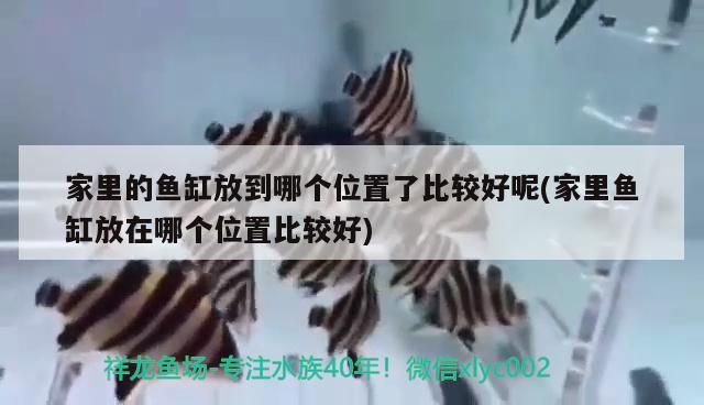 家里的魚缸放到哪個位置了比較好呢(家里魚缸放在哪個位置比較好) 家里的魚缸放到哪個位置了比較好呢(家里魚缸放在哪個位置比較好) 觀賞魚百科
