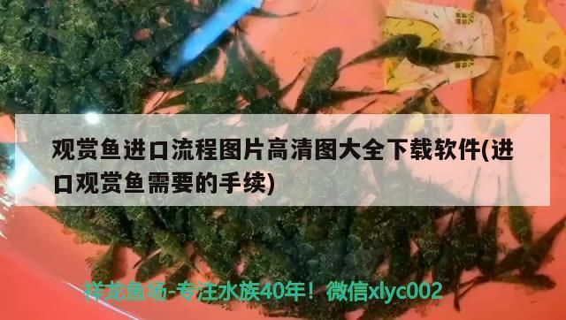 《原神》金赤假龍魚多久刷新金赤假龍刷新時間是什么,《原神》金赤假龍和錆假龍刷新時間是什么金赤假龍刷新時間 觀賞魚百科 第1張 《原神》金赤假龍魚多久刷新金赤假龍刷新時間是什么,《原神》金赤假龍和錆假龍刷新時間是什么金赤假龍刷新時間 《原神》金赤假龍魚多久刷新金赤假龍刷新時間是什么,《原神》金赤假龍和錆假龍刷新時間是什么金赤假龍刷新時間 觀賞魚百科 第1張