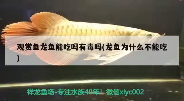 觀賞魚龍魚能吃嗎有毒嗎(龍魚為什么不能吃)（觀賞魚龍魚能吃嗎有毒嗎） 觀賞魚龍魚能吃嗎有毒嗎(龍魚為什么不能吃)（觀賞魚龍魚能吃嗎有毒嗎） 觀賞魚百科