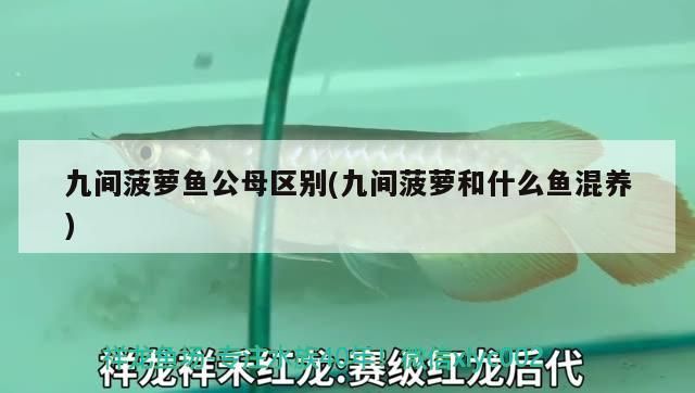 九間菠蘿魚公母區(qū)別(九間菠蘿和什么魚混養(yǎng))