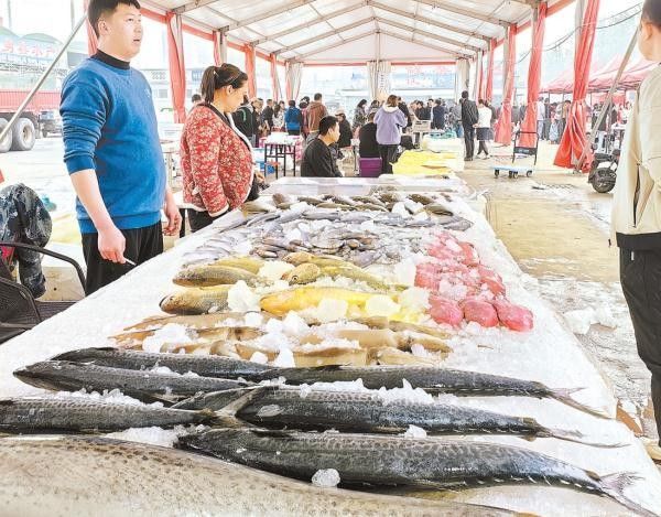 哪里可以購買到正宗的海龍魚