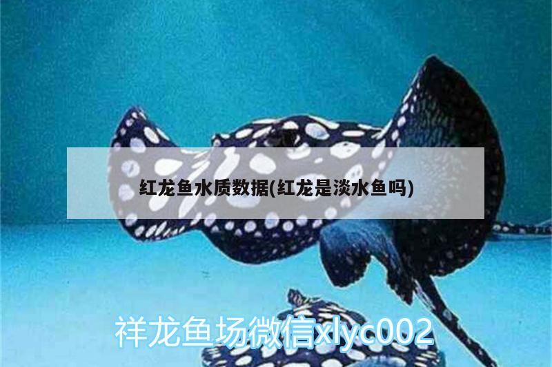紅龍魚水質數據(紅龍是淡水魚嗎)
