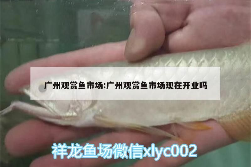 廣州觀賞魚市場:廣州觀賞魚市場現在開業嗎