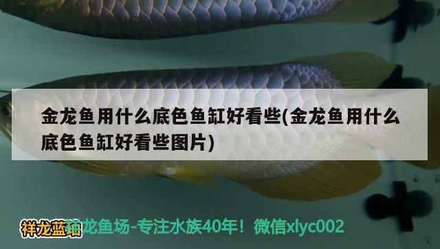 過背金龍魚 金龍魚用什么底色魚缸好看些(金龍魚用什么底色魚缸好看些圖片) 觀賞魚百科 金龍魚用什么底色魚缸好看些(金龍魚用什么底色魚缸好看些圖片) 金龍魚用什么底色魚缸好看些(金龍魚用什么底色魚缸好看些圖片) 觀賞魚百科