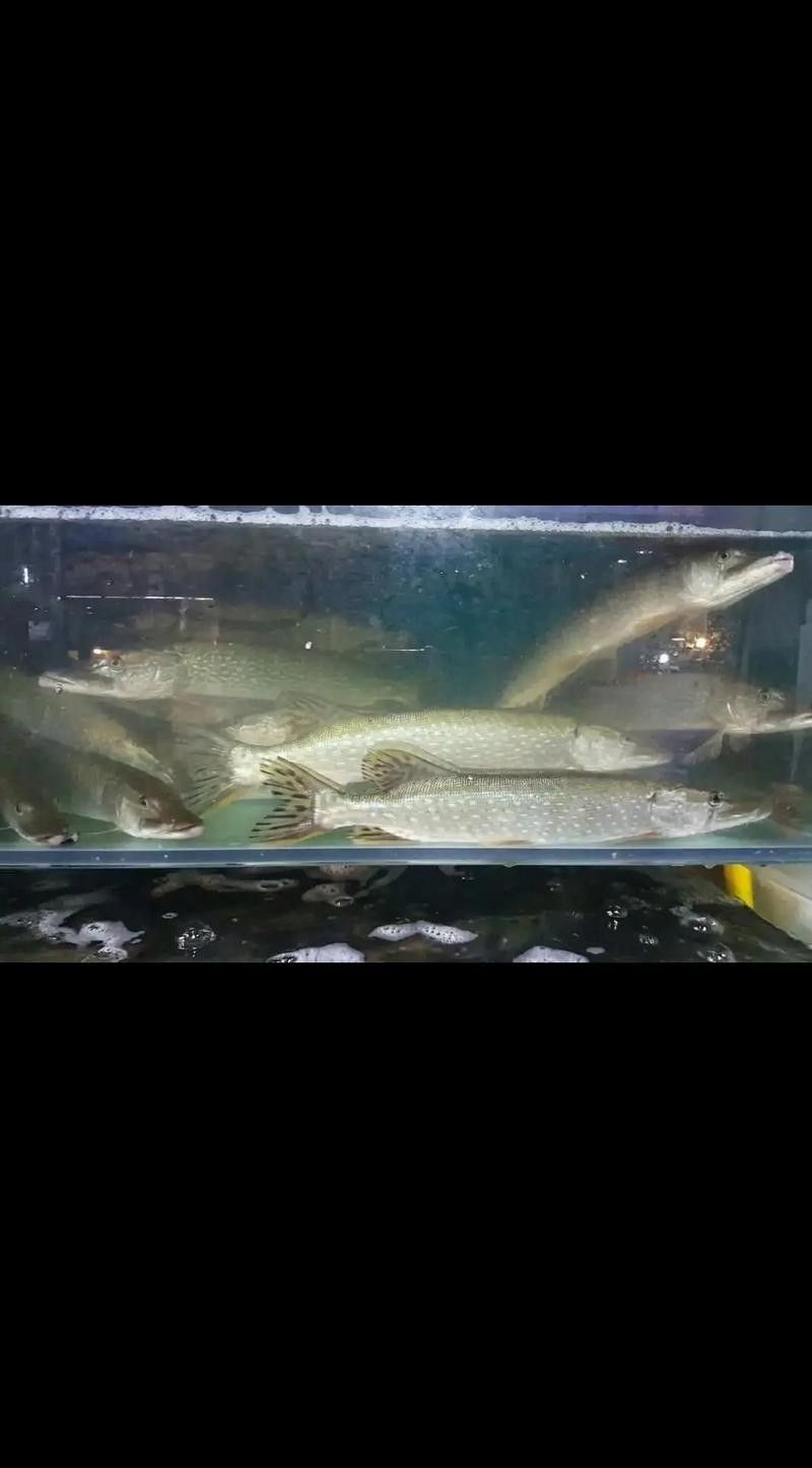 觀賞性雪龍魚(yú)適合家庭養(yǎng)殖嗎