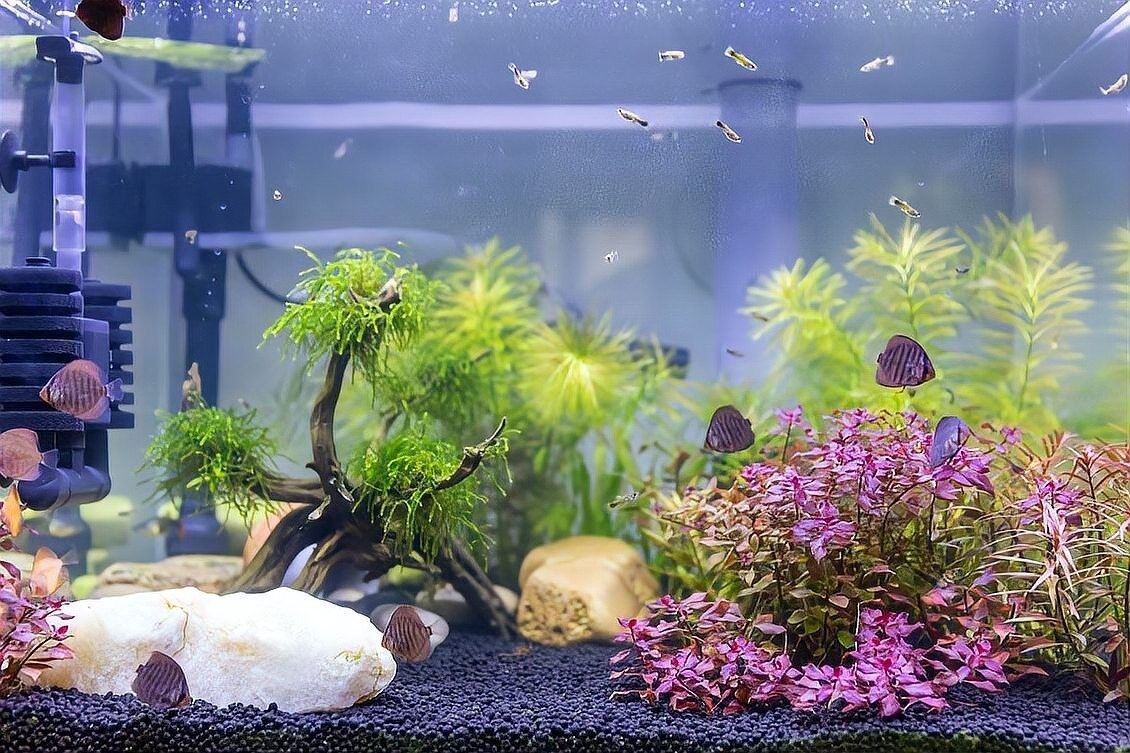 龍魚(yú)魚(yú)缸的最佳擺放方位