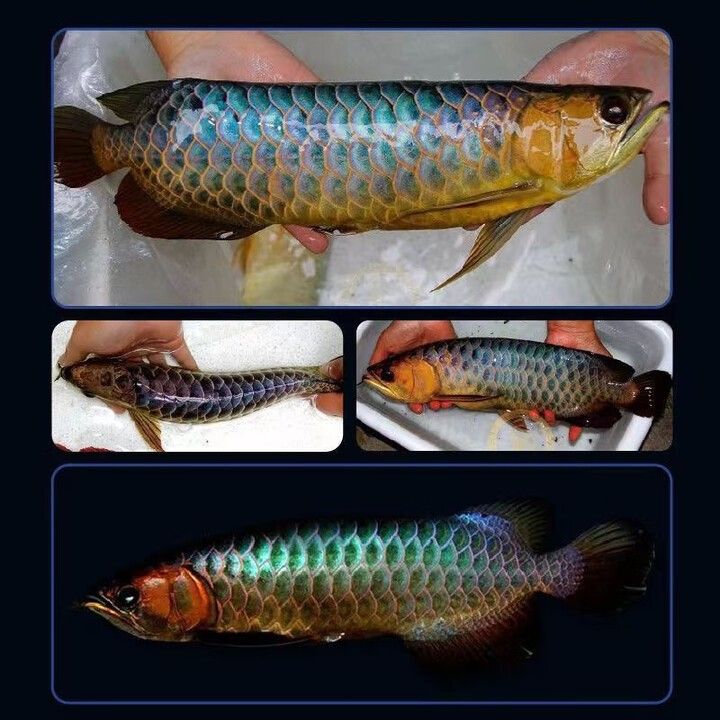 哪里可以買到真正的古典藍底金龍魚