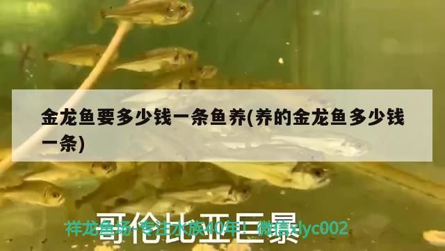 關于龍魚的紀錄片(關于魚龍的視頻 視頻)
