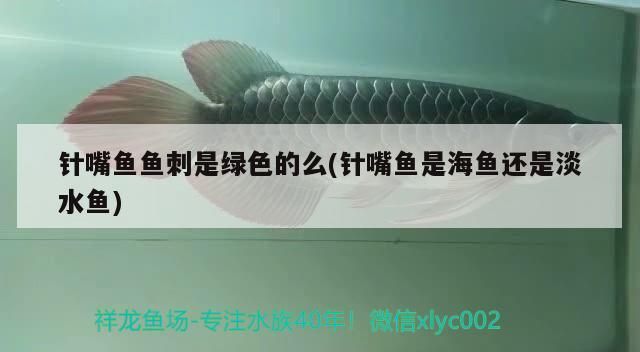 針嘴魚魚刺是綠色的么(針嘴魚是海魚還是淡水魚)