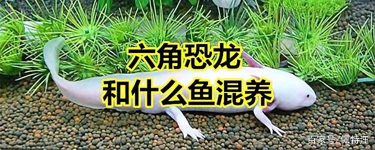 六角恐龍魚可以混養嗎？