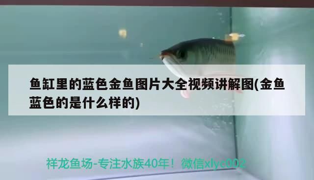 觀賞魚 魚缸里的藍色金魚圖片大全視頻講解圖(金魚藍色的是什么樣的) 觀賞魚百科 魚缸里的藍色金魚圖片大全視頻講解圖(金魚藍色的是什么樣的) 魚缸里的藍色金魚圖片大全視頻講解圖(金魚藍色的是什么樣的) 觀賞魚百科