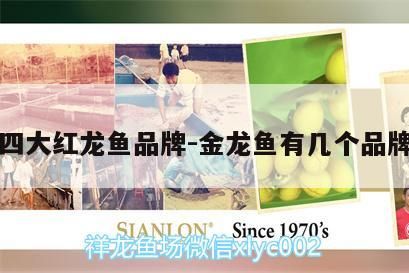 魚缸 四大紅龍魚品牌:金龍魚有幾個品牌 觀賞魚百科 四大紅龍魚品牌:金龍魚有幾個品牌 四大紅龍魚品牌:金龍魚有幾個品牌 觀賞魚百科