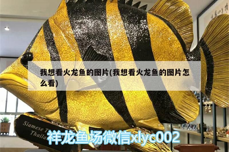 我想看火龍魚的圖片(我想看火龍魚的圖片怎么看)