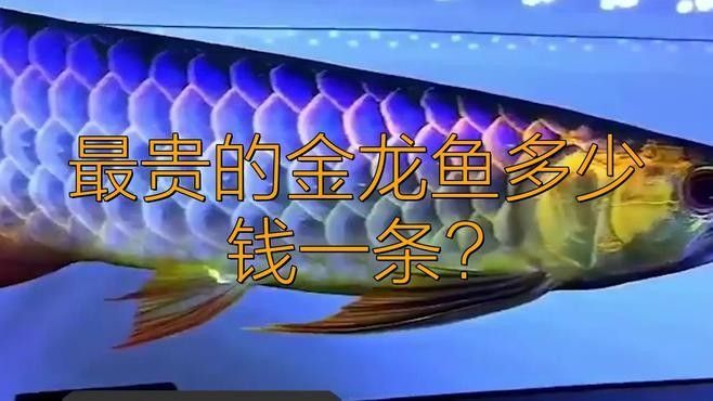 金龍魚的高端產品有哪些？