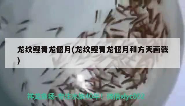 龍紋鯉青龍偃月(龍紋鯉青龍偃月和方天畫戟) 龍紋鯉青龍偃月(龍紋鯉青龍偃月和方天畫戟) 觀賞魚百科