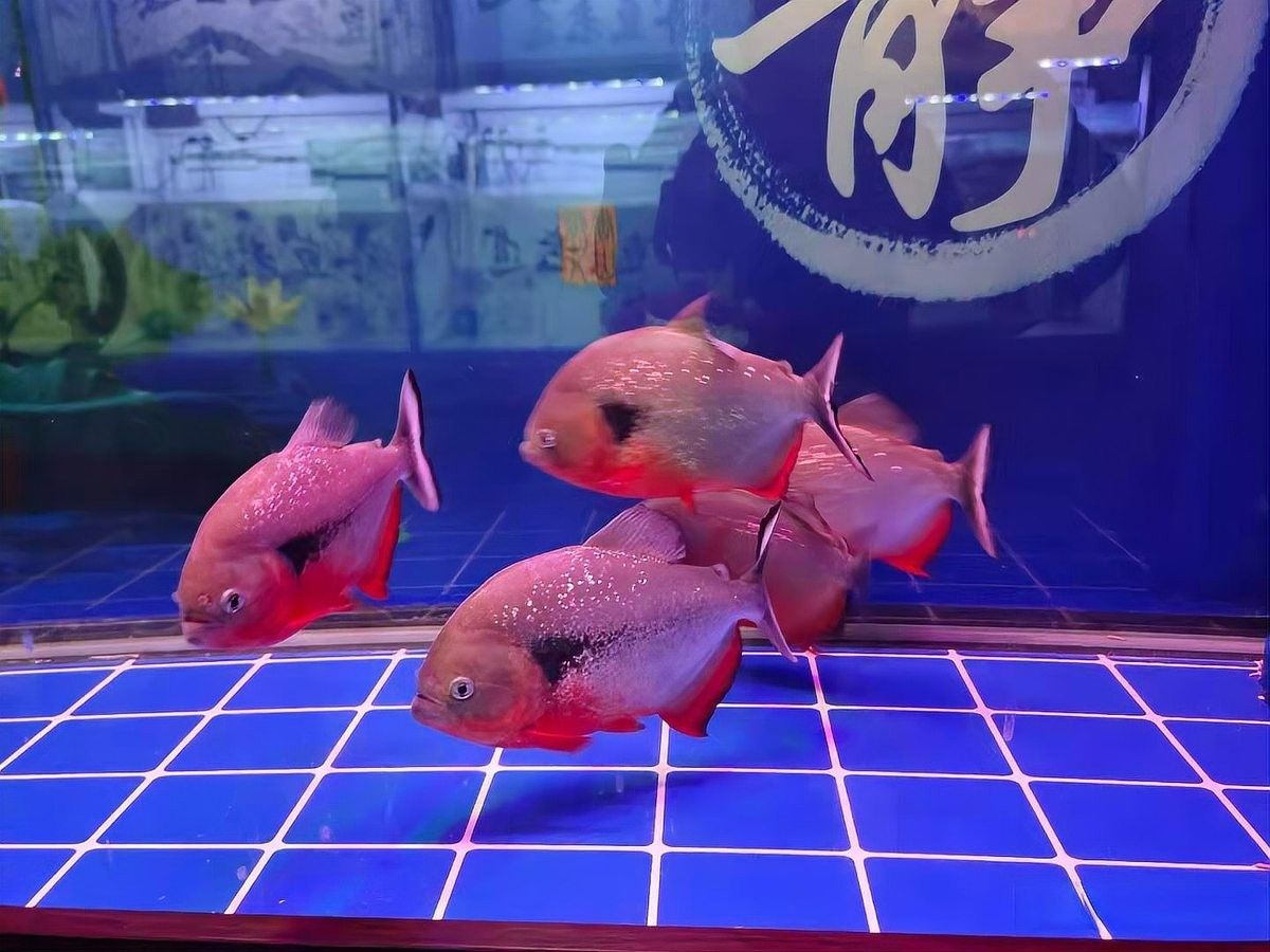 龍魚底濾濾材多久更換一次（養(yǎng)魚老道，魚缸過濾材料怎么選） 龍魚底濾濾材多久更換一次（養(yǎng)魚老道，魚缸過濾材料怎么選） 龍魚百科 第12張