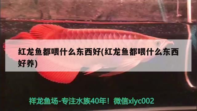 紅龍魚(yú)都喂什么東西好(紅龍魚(yú)都喂什么東西好養(yǎng))