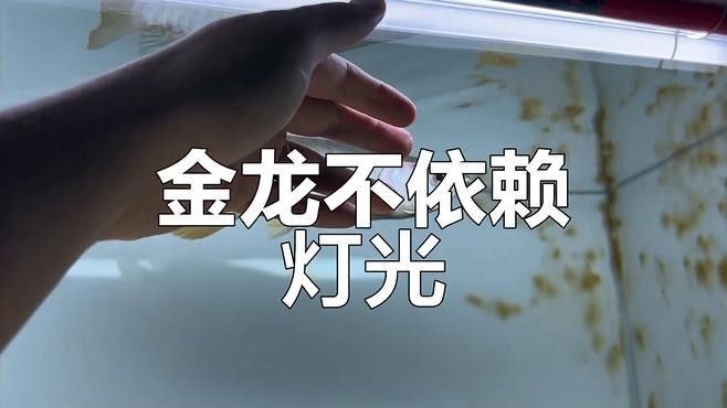 如何判斷過背金龍魚是否需要增加光照（怎樣判斷過背金龍魚是否需要增加光照）