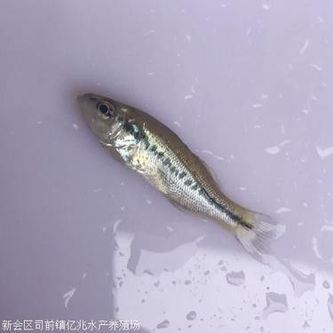 吉安龍魚苗批發市場哪家信譽最好（吉安市龍魚苗批發市場信譽評估） 吉安龍魚苗批發市場哪家信譽最好（吉安市龍魚苗批發市場信譽評估） 龍魚百科 第9張