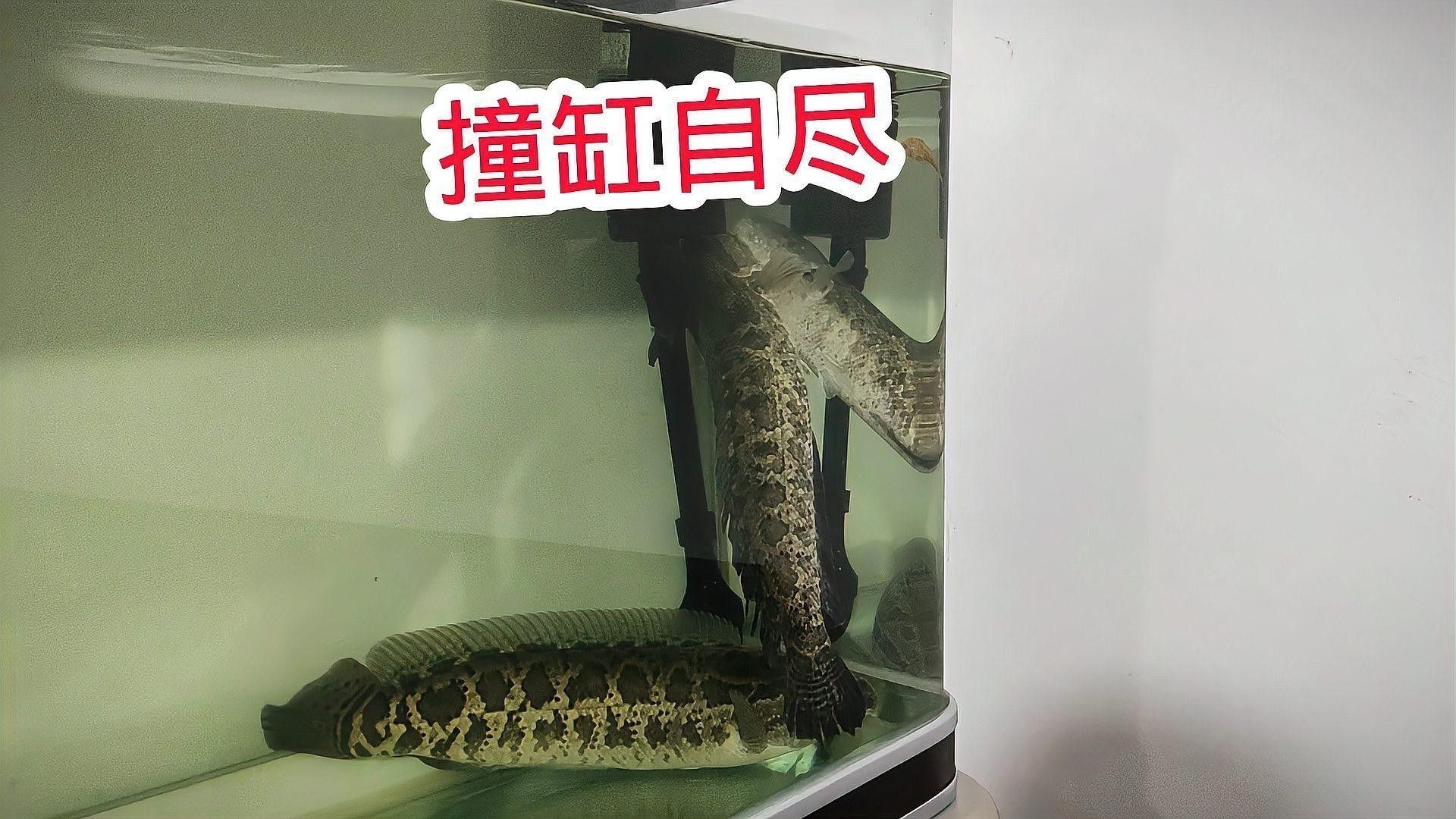 雷龍魚撞缸會受傷嗎（雷龍魚撞缸會受傷取決于多種因素，雷龍魚撞缸可能導致受傷）