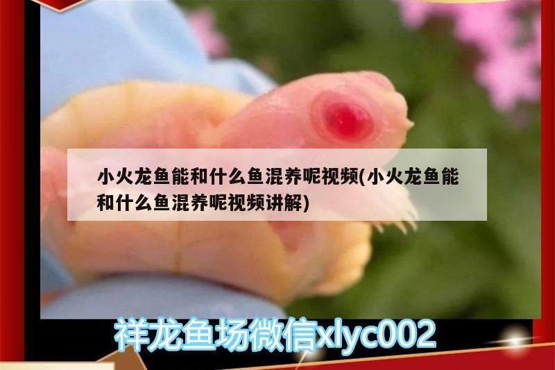 小火龍魚能和什么魚混養(yǎng)呢視頻(小火龍魚能和什么魚混養(yǎng)呢視頻講解) 小火龍魚能和什么魚混養(yǎng)呢視頻(小火龍魚能和什么魚混養(yǎng)呢視頻講解) 觀賞魚百科