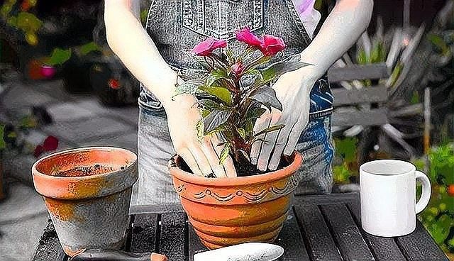 紅龍月季換盆后多久施肥？（古今世界月季換盆后多久可以施肥恢復期需注意這些細節） 紅龍月季換盆后多久施肥？（古今世界月季換盆后多久可以施肥恢復期需注意這些細節） 龍魚百科 第3張