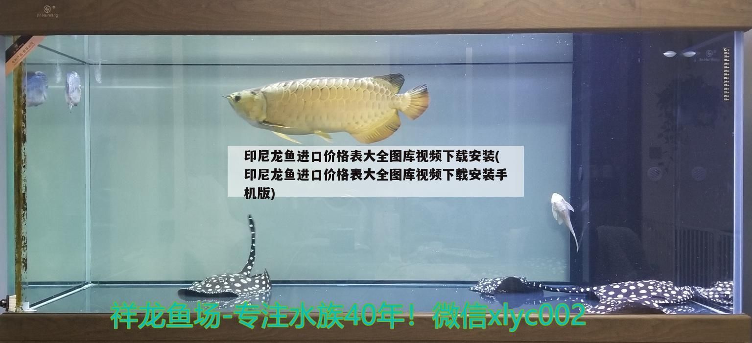 印尼龍魚進口價格表大全圖庫視頻下載安裝(印尼龍魚進口價格表大全圖庫視頻下載安裝手機版)