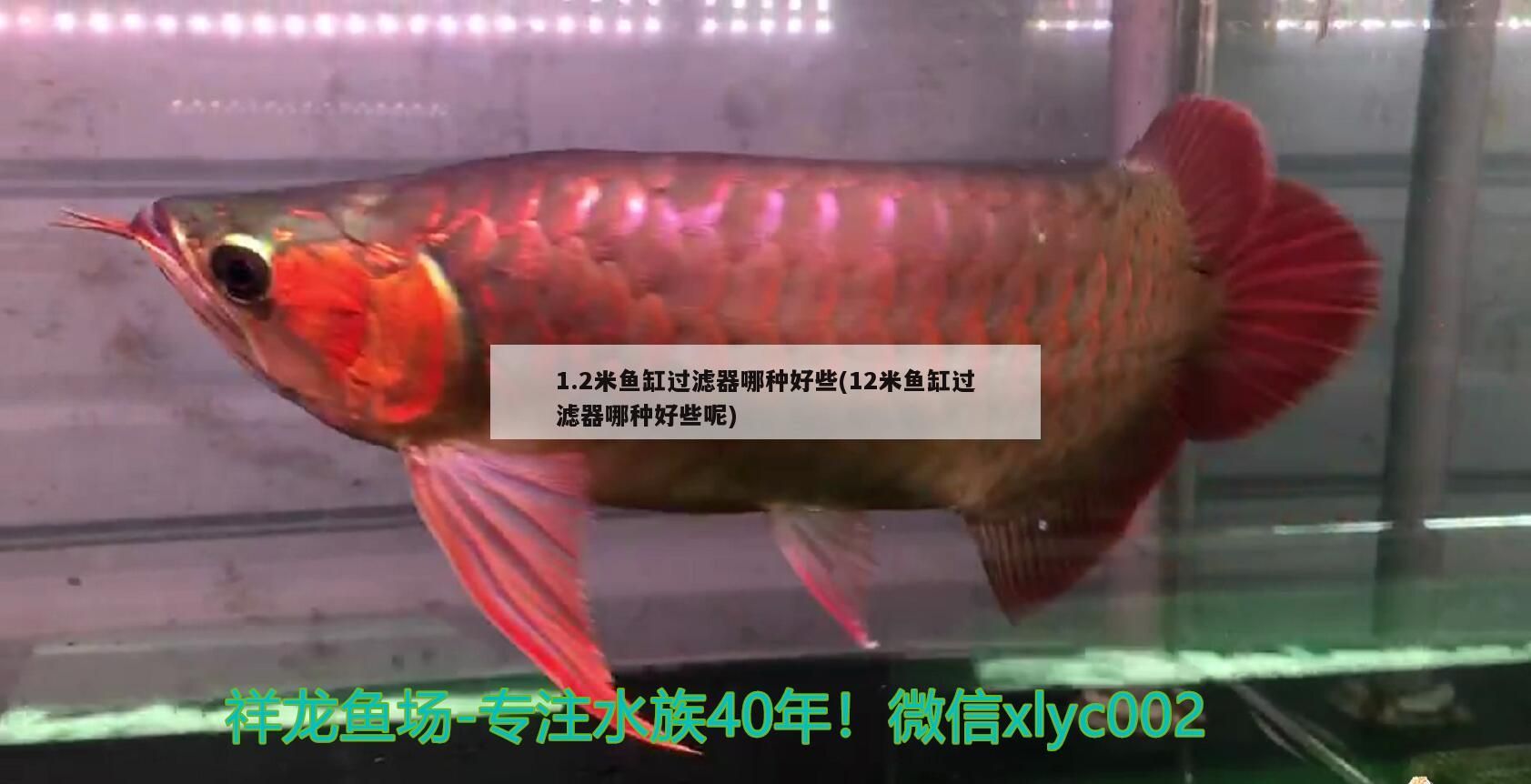 魚缸用增氧泵價格是多少:魚缸增氧機-xtrac增氧機-xtrac增氧機 1.2米魚缸過濾器哪種好些(12米魚缸過濾器哪種好些呢) 觀賞魚百科 1.2米魚缸過濾器哪種好些(12米魚缸過濾器哪種好些呢) 1.2米魚缸過濾器哪種好些(12米魚缸過濾器哪種好些呢) 觀賞魚百科