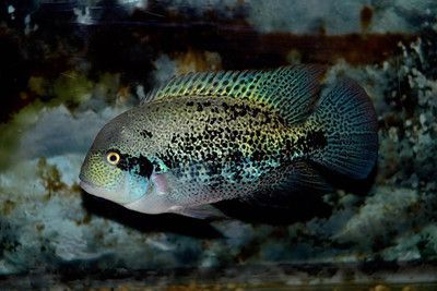 德州豹魚能和銀龍魚混養(yǎng)嗎（德州豹能和其他魚混養(yǎng)嗎德州豹能和其他魚混養(yǎng)嗎）