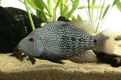 德州豹魚能和銀龍魚混養(yǎng)嗎（德州豹能和其他魚混養(yǎng)嗎德州豹能和其他魚混養(yǎng)嗎）