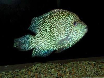 德州豹魚能和銀龍魚混養(yǎng)嗎（德州豹能和其他魚混養(yǎng)嗎德州豹能和其他魚混養(yǎng)嗎）