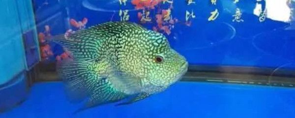 德州豹魚能和銀龍魚混養(yǎng)嗎（德州豹能和其他魚混養(yǎng)嗎德州豹能和其他魚混養(yǎng)嗎）