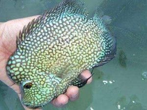 德州豹魚能和銀龍魚混養(yǎng)嗎（德州豹能和其他魚混養(yǎng)嗎德州豹能和其他魚混養(yǎng)嗎）
