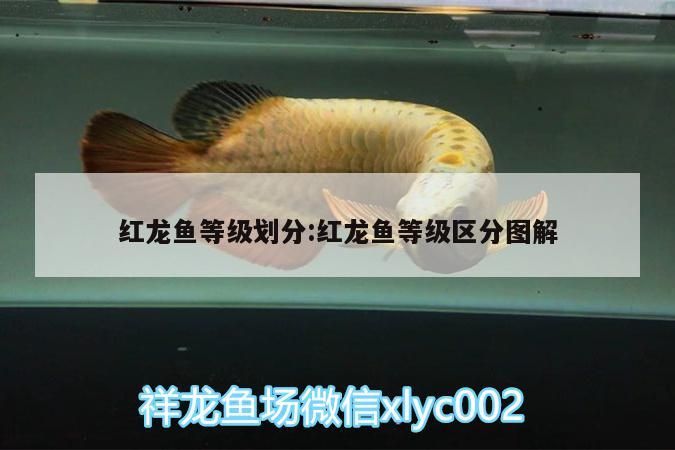 小型魚 紅龍魚等級劃分:紅龍魚等級區分圖解 觀賞魚百科 紅龍魚等級劃分:紅龍魚等級區分圖解 紅龍魚等級劃分:紅龍魚等級區分圖解 觀賞魚百科