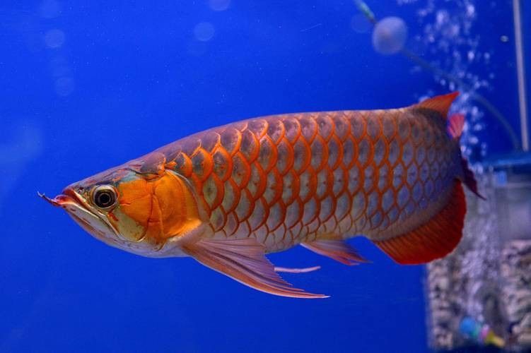 有沒有高清的龍魚圖片？（精選高清龍魚圖片資源及相關信息及相關信息）
