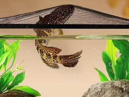 雷龍魚微信群一般如何加入？（如何加入雷龍魚微信群？）