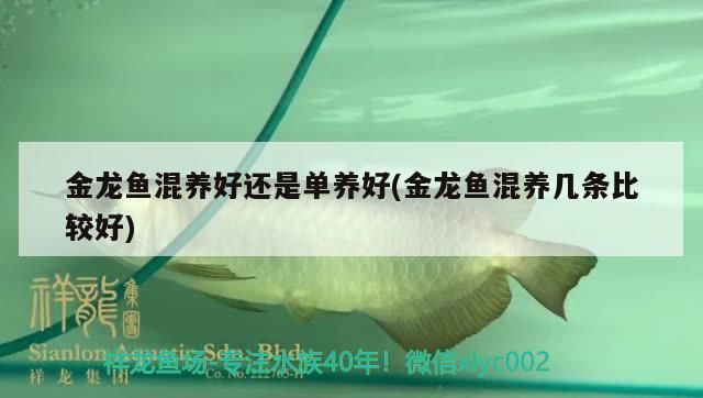 金龍魚(yú)混養(yǎng)好還是單養(yǎng)好(金龍魚(yú)混養(yǎng)幾條比較好)