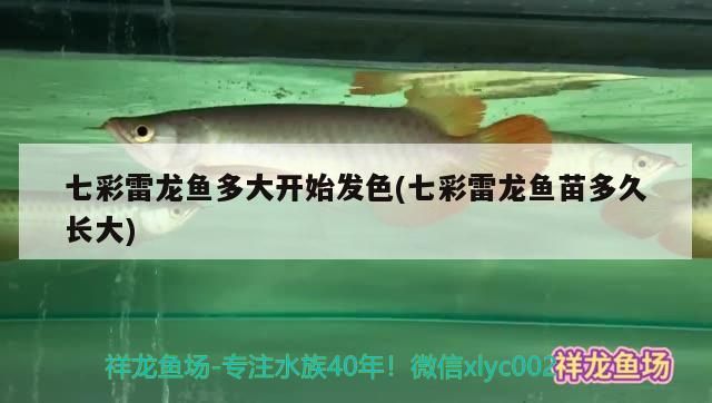 七彩雷龍魚多大開始發(fā)色(七彩雷龍魚苗多久長(zhǎng)大)（七彩雷龍魚多大開始發(fā)色）