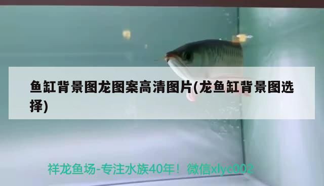魚缸背景圖龍圖案高清圖片(龍魚缸背景圖選擇) 魚缸背景圖龍圖案高清圖片(龍魚缸背景圖選擇) 觀賞魚百科