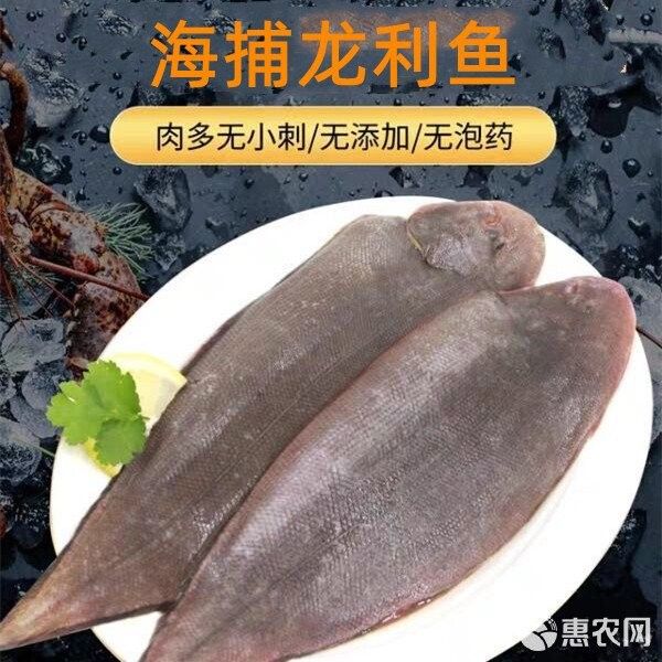 龍利魚的市場價格是多少