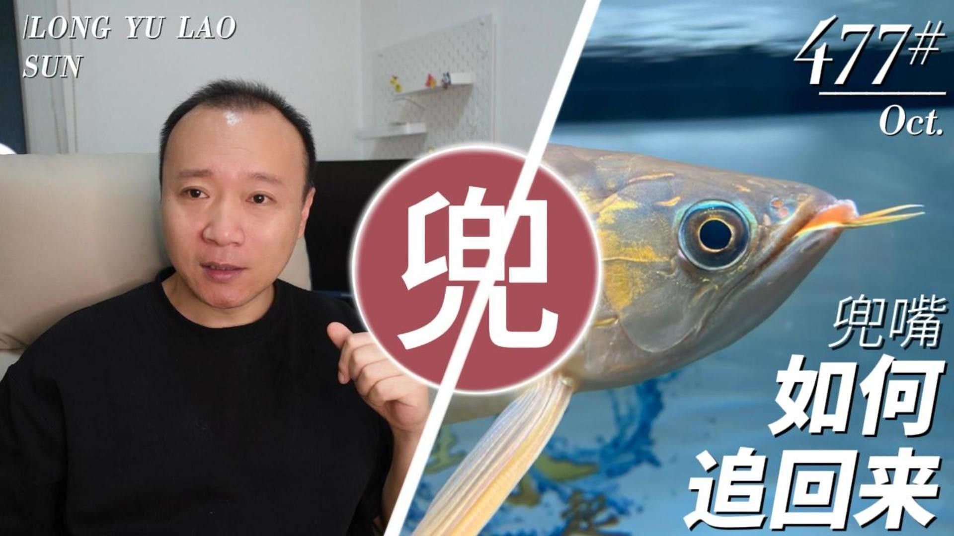 兜嘴龍魚能自然恢復嗎？ 兜嘴龍魚能自然恢復嗎？ 龍魚百科 第2張