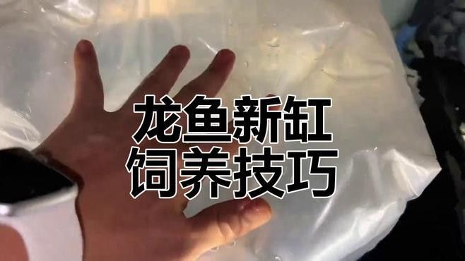 龍魚到家后如何過水？（龍魚入缸全攻略）