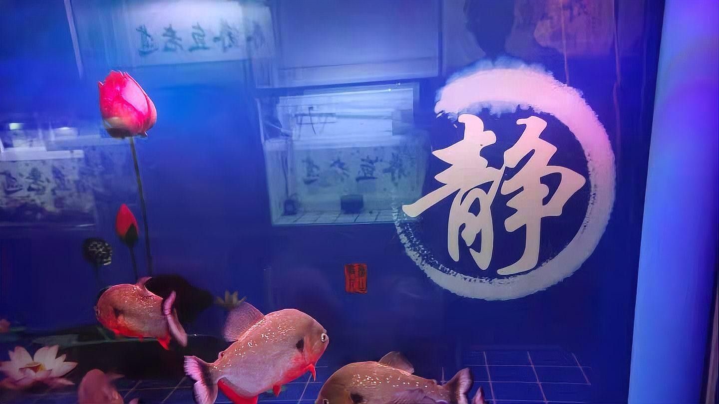 混養(yǎng)中常見的沖突有哪些（混養(yǎng)中可能出現(xiàn)的沖突）