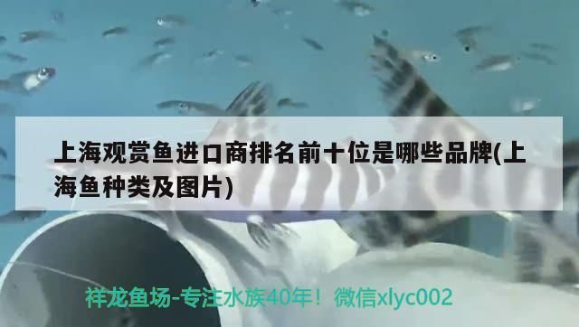 魚藥 上海觀賞魚進口商排名前十位是哪些品牌(上海魚種類及圖片) 觀賞魚百科 上海觀賞魚進口商排名前十位是哪些品牌(上海魚種類及圖片) 上海觀賞魚進口商排名前十位是哪些品牌(上海魚種類及圖片) 觀賞魚百科