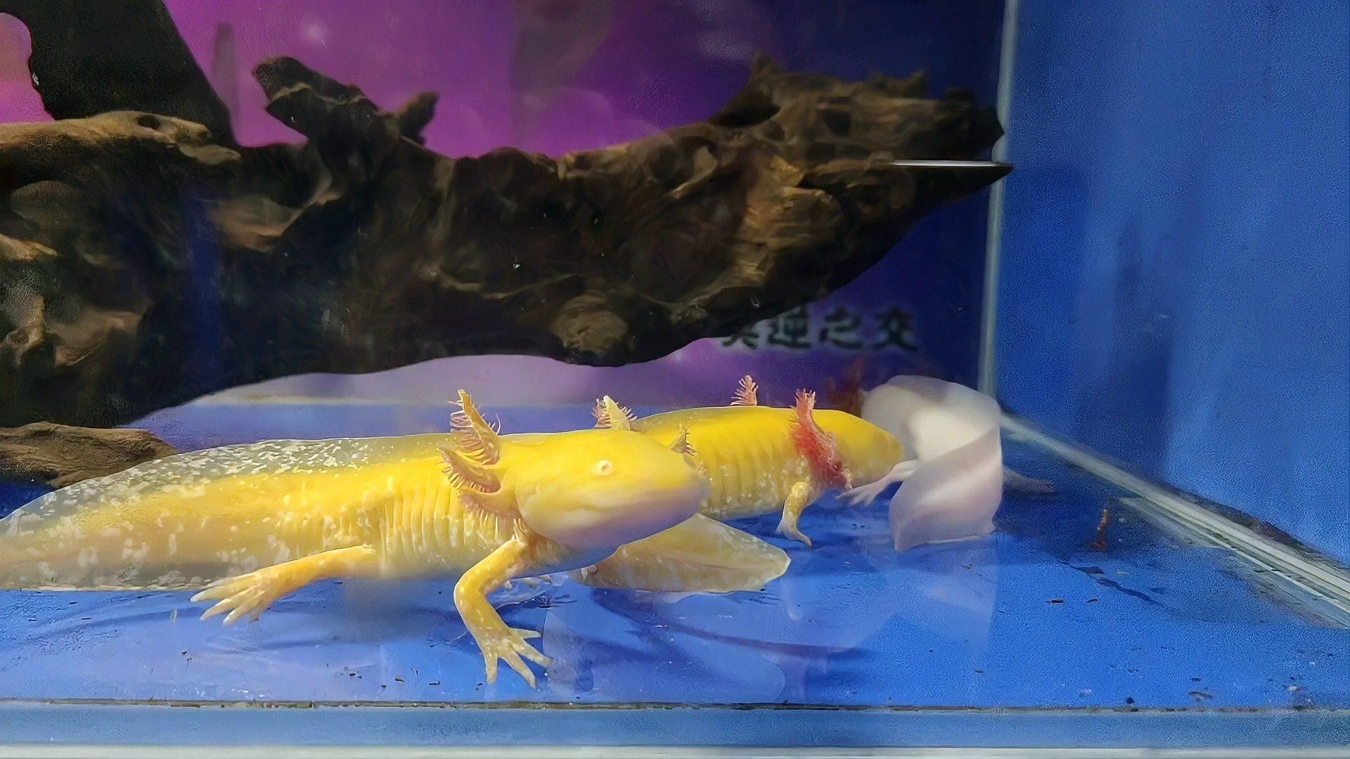 恐龍魚多久喂一次紅蟲（恐龍魚多久喂一次紅蟲，六角恐龍魚的喂養指南大全） 恐龍魚多久喂一次紅蟲（恐龍魚多久喂一次紅蟲，六角恐龍魚的喂養指南大全） 龍魚百科 第1張