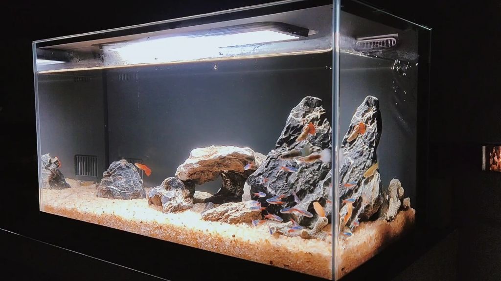如何判斷龍魚品種優劣（如何判斷龍魚品種優劣？） 如何判斷龍魚品種優劣（如何判斷龍魚品種優劣？） 觀賞魚百科