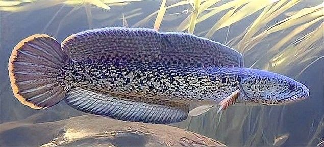 巴卡雷龍魚最低能忍受多少度低溫？（巴卡雷龍魚在低溫下會死嗎？）