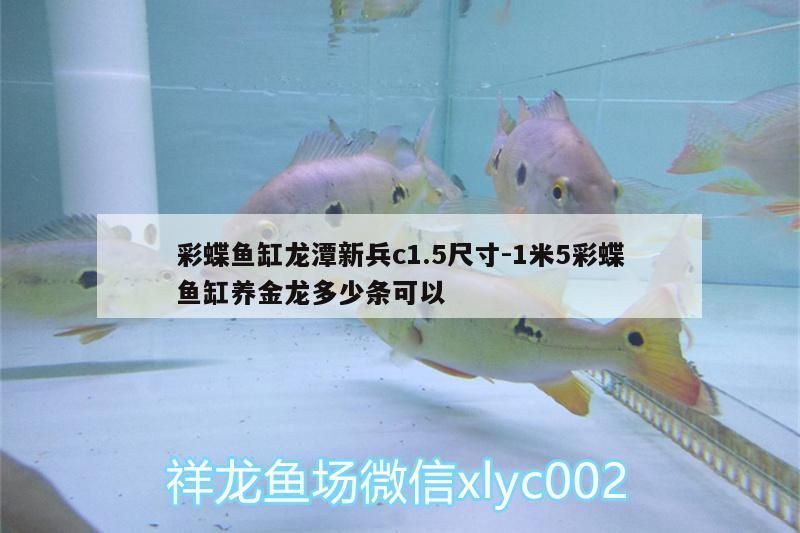 彩蝶魚缸龍潭新兵c1.5尺寸:1米5彩蝶魚缸養金龍多少條可以